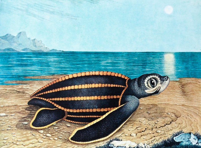 Illustration for article titled How Europeans Imagined Exotic Animals Centuries Ago, Based on Hearsay